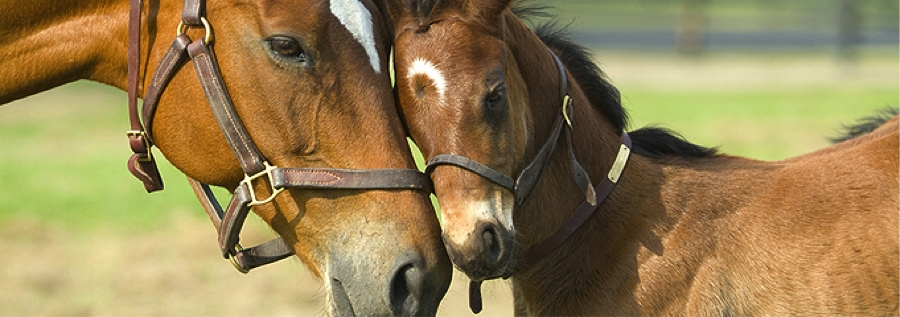 Parkland Equestrian Homes for Sale