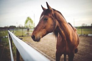 Plantation Equestrian Homes for Sale